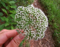 Selinum carvifolia