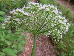 Selinum carvifolia