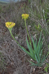 Aloe kraussii