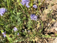 Gilia capitata capitata