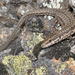 Catalonian Wall Lizard - Photo (c) Pascal Dubois, some rights reserved (CC BY-NC)