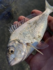 Sparus auratus
