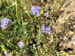 Gilia capitata capitata