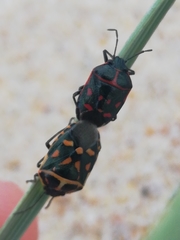 Eurydema herbacea