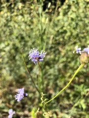 Gilia capitata capitata