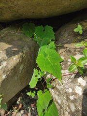 Actinostemma tenerum