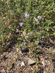 Gilia capitata capitata