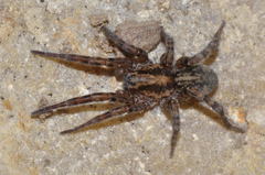 Arctosa personata
