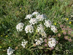 Peucedanum cervaria