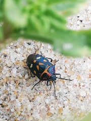 Eurydema herbacea