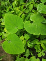 Thladiantha nudiflora