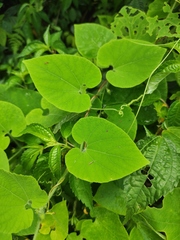 Thladiantha nudiflora