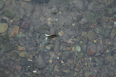 Aquarius elongatus
