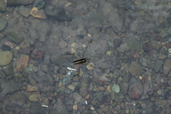Aquarius elongatus
