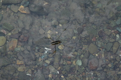 Aquarius elongatus