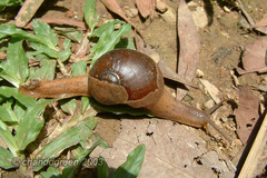 Megaustenia imperator