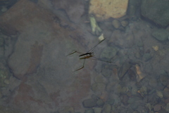 Aquarius elongatus