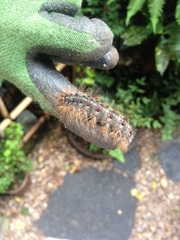 Lymantria dispar dispar