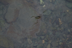 Aquarius elongatus