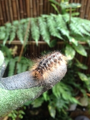 Lymantria dispar dispar