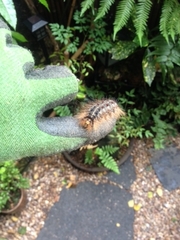 Lymantria dispar dispar