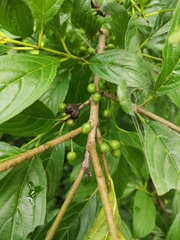 Rhamnus utilis