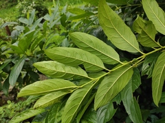 Rhamnus utilis
