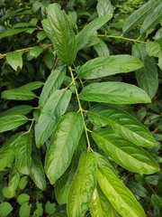 Rhamnus utilis