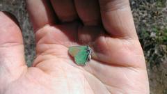 Callophrys affinis homoperplexa