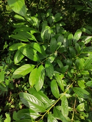 Rhamnus utilis