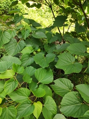 Vernicia fordii