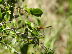 Erythrodiplax basifusca