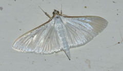 Palpita vitrealis