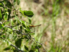 Erythrodiplax basifusca