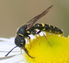 Sapyga louisi