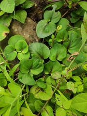 Lysimachia christinae