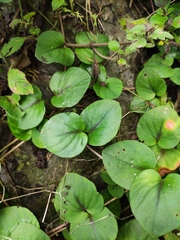 Lysimachia christinae