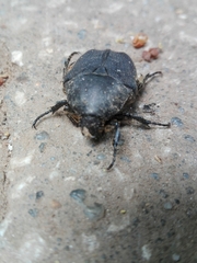 Protaetia morio