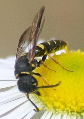 Sapyga louisi