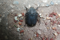 Protaetia morio