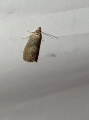 Dichrorampha simpliciana