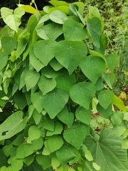 Stephania cephalantha