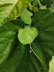 Stephania cephalantha