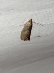 Dichrorampha simpliciana