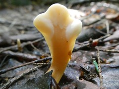 Spathulariopsis