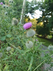 Cirsium vulgare