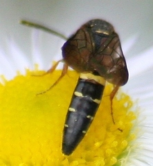 Sapyga louisi