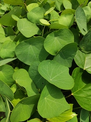 Stephania cephalantha