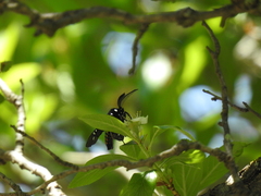 Chrysocale principalis