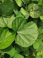 Cercis chinensis